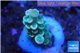 Acropora tenuis bicolor Indonesia 1-3 cm WYSIWYG acclimaté