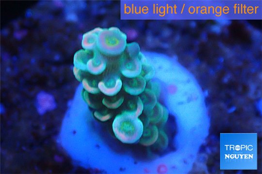 Acropora tenuis bicolor Indonesia 1-3 cm WYSIWYG acclimaté