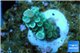 Acropora tenuis bicolor Indonesia 1-3 cm WYSIWYG acclimaté