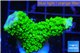 Acropora full neon green 3-5 cm WYSIWYG acclimaté