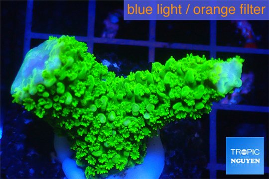 Acropora full neon green 3-5 cm WYSIWYG acclimaté
