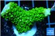 Acropora full neon green 3-5 cm WYSIWYG acclimaté