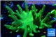 Lobophytum long finger green body 9-14 cm WYSIWYG acclimaté