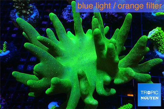 Lobophytum long finger green body 9-14 cm WYSIWYG acclimaté