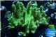 Lobophytum long finger green body 9-14 cm WYSIWYG acclimaté