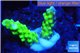 Acropora green yellow polyps Fijii 1-2 cm WYSIWYG acclimaté