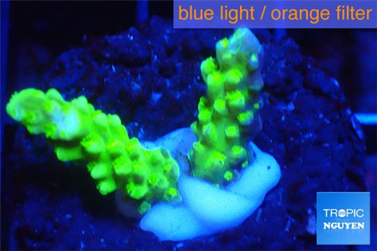 Acropora green yellow polyps Fijii 1-2 cm WYSIWYG acclimaté