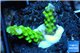 Acropora green yellow polyps Fijii 1-2 cm WYSIWYG acclimaté