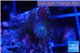 Parazoanthus gracilis yellow polyps 2-3 cm WYSIWYG acclimaté