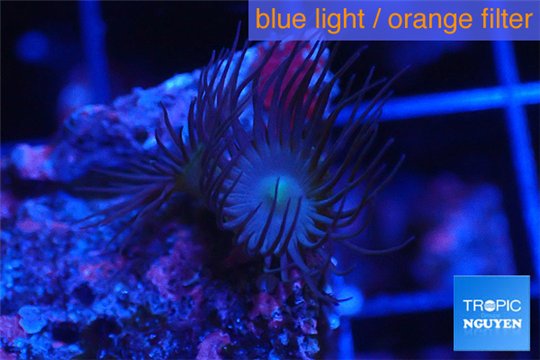 Parazoanthus gracilis yellow polyps 2-3 cm WYSIWYG acclimaté
