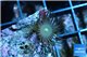 Parazoanthus gracilis yellow polyps 2-3 cm WYSIWYG acclimaté