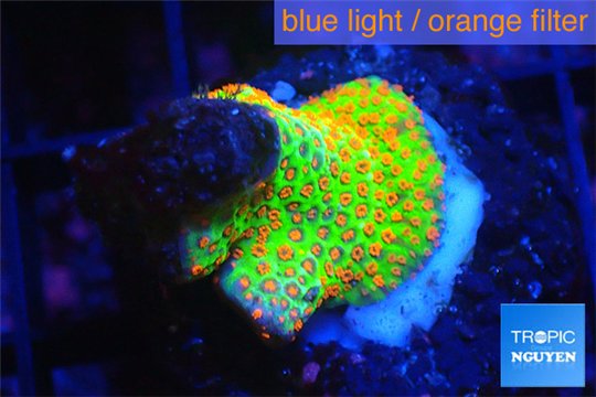 Montipora red fire forest 1-2 cm WYSIWYG acclimaté