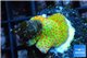 Montipora red fire forest 1-2 cm WYSIWYG acclimaté