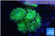 Duncanopsammia green 6-7 polyps WYSIWYG acclimaté