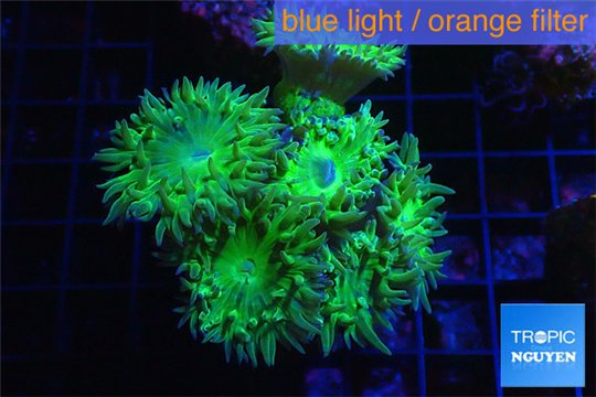 Duncanopsammia green 6-7 polyps WYSIWYG acclimaté