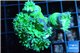 Duncanopsammia green 6-7 polyps WYSIWYG acclimaté