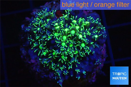 Pachyclavularia neon green 3-5 cm WYSIWYG acclimaté
