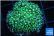 Pachyclavularia neon green 3-5 cm WYSIWYG acclimaté