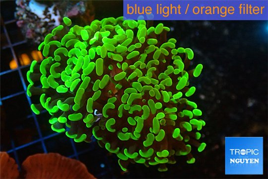 Euphyllia paraancora toxic green 4-6 cm WYSIWYG acclimaté