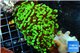 Euphyllia paraancora toxic green 4-6 cm WYSIWYG acclimaté