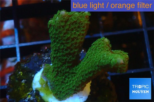 Montipora digitata green 2-3 cm WYSIWYG acclimaté