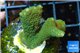 Montipora digitata green 2-3 cm WYSIWYG acclimaté