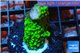 Acropora full neon green 2-3 cm WYSIWYG acclimaté