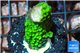 Acropora full neon green 2-3 cm WYSIWYG acclimaté