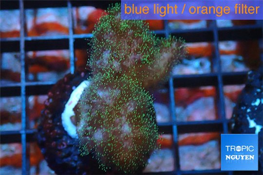 Pocillopora green & pink tip 2-3 cm WYSIWYG acclimaté