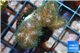Pocillopora green & pink tip 2-3 cm WYSIWYG acclimaté