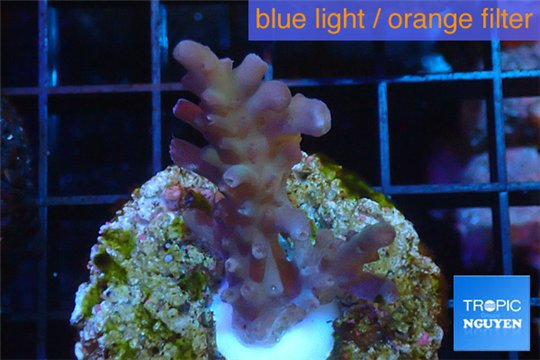 Acropora purple pink Indonesia 2-4 cm WYSIWYG acclimaté
