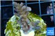Acropora purple pink Indonesia 2-4 cm WYSIWYG acclimaté