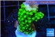 Acropora full neon green 2-3 cm WYSIWYG acclimaté