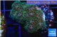 Pocillopora green & pink tip 3-4 cm WYSIWYG acclimaté