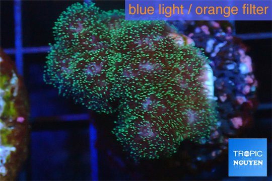 Pocillopora green & pink tip 3-4 cm WYSIWYG acclimaté