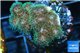 Pocillopora green & pink tip 3-4 cm WYSIWYG acclimaté