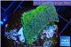 Montipora green & purple blue polyps Fijii 2-3 cm WYSIWYG acclimaté
