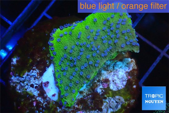 Montipora green & purple blue polyps Fijii 2-3 cm WYSIWYG acclimaté