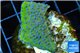 Montipora green & purple blue polyps Fijii 2-3 cm WYSIWYG acclimaté