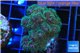 Pocillopora green & pink tip 3-4 cm WYSIWYG acclimaté