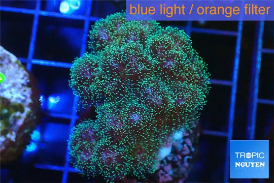 Pocillopora green & pink tip 3-4 cm WYSIWYG acclimaté