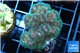 Pocillopora green & pink tip 3-4 cm WYSIWYG acclimaté