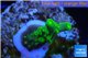 Acropora green purple yellow polyps Fijii 2-3 cm WYSIWYG acclimaté