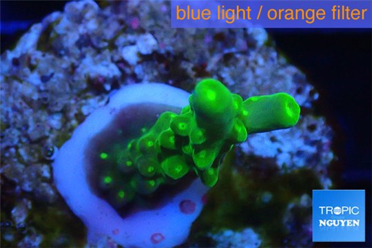 Acropora green purple yellow polyps Fijii 2-3 cm WYSIWYG acclimaté
