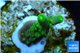 Acropora green purple yellow polyps Fijii 2-3 cm WYSIWYG acclimaté