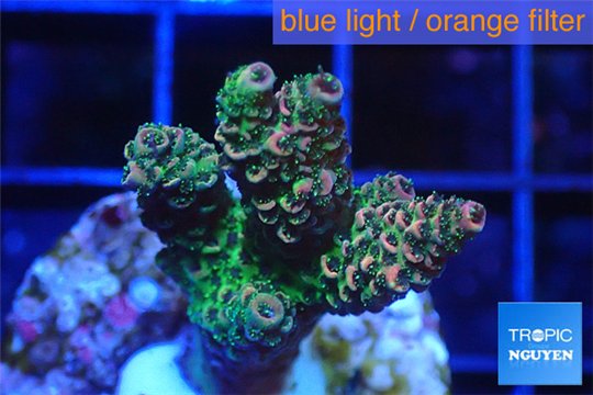 Acropora millepora green & pink Indonesia 3-4 cm WYSIWYG acclimaté