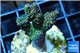 Acropora millepora green & pink Indonesia 3-4 cm WYSIWYG acclimaté