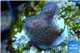 Stylophora full pink Fijii 1-2 cm WYSIWYG acclimaté