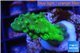 Acropora humilis green purple Fijii 2-4 cm WYSIWYG acclimaté