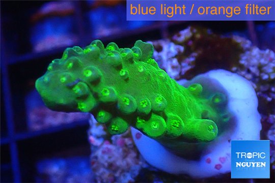 Acropora humilis green purple Fijii 2-4 cm WYSIWYG acclimaté